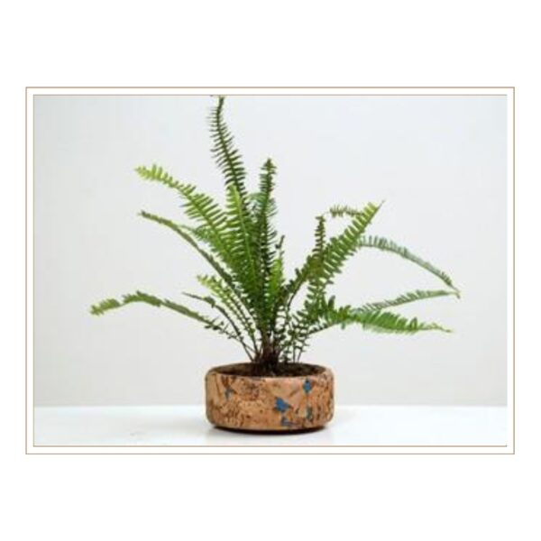 Eco-Friendly Cork Cylindrical Plant Pot with Charming Blue Decorative Elements for Unique Indoor Gardening and Artistic Plant Styling