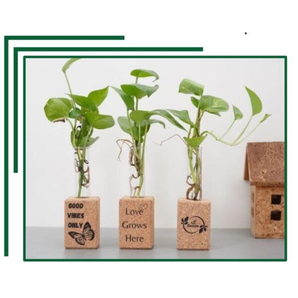 Inspirational Cork Test Tube Planter Collection with Motivational Messages for Green Living and Office Decor
