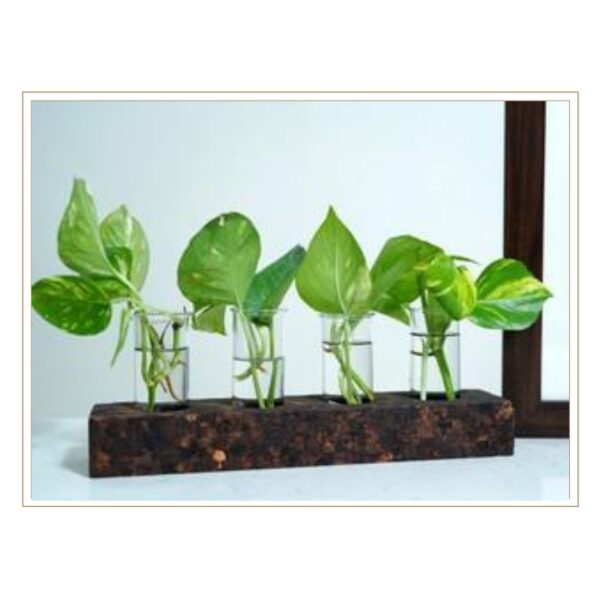 Premium Dark Speckled Cork Hydroponic Display Stand with Linear Glass Tube Configuration for Sophisticated Plant Cultivation