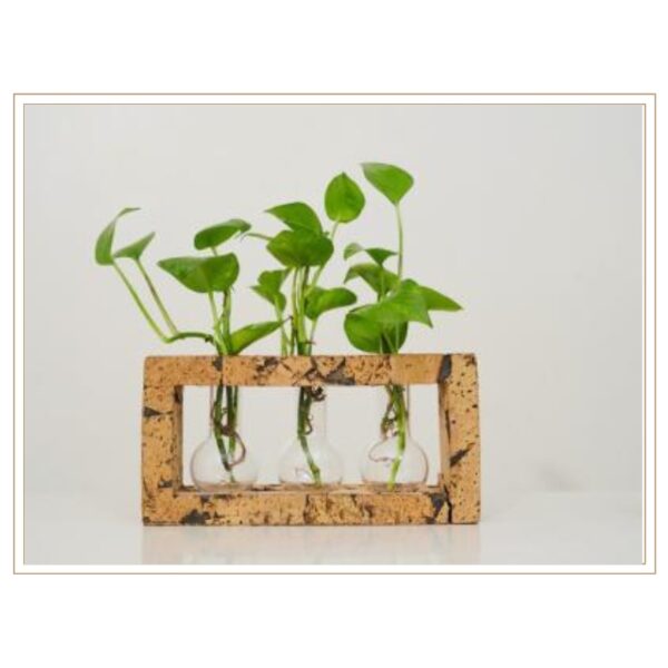 Rustic Cork Frame Hydroponic Station with Triple Glass Vessel System for Organized Multi-Plant Propagation and Display
