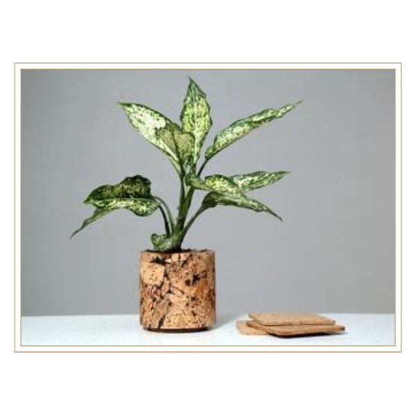Distinctive Cork Cylindrical Plant Container with Unique Natural Pattern and Accompanying Saucer for Sustainable Indoor Gardening Excellence