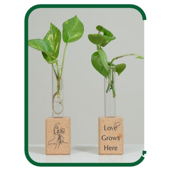 Inspirational Cork Test Tube Plant Propagation Set with Motivational Messages for Sustainable Living
