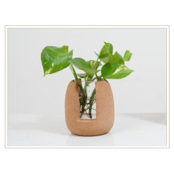 Organic-Shaped Cork Plant Vessel with Built-In Glass Tube for Sustainable Hydroponic Growing and Decorative Display