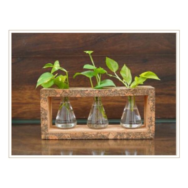 Rustic Cork Frame Plant Propagation Station with Multiple Test Tube Inserts for Scientific-Style Hydroponic Growing and Display