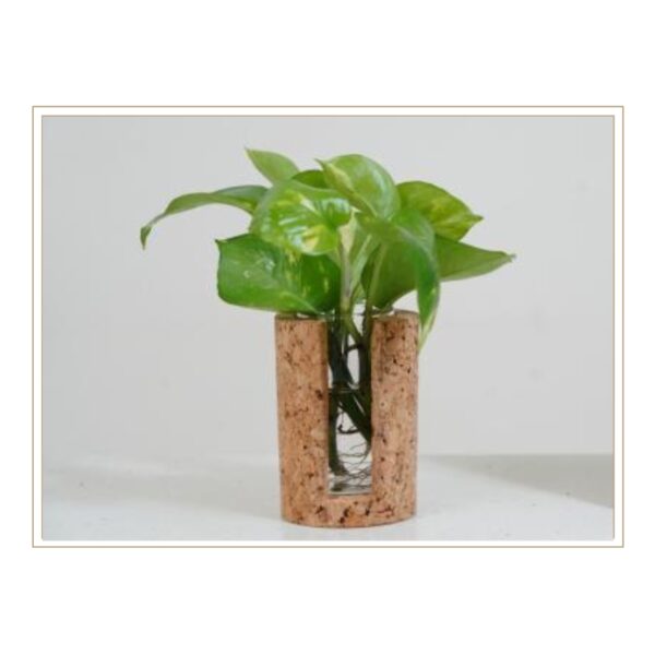 Minimalist Cylindrical Cork Hydroponic Planter with Clear Glass Insert for Clean Indoor Plant Cultivation
