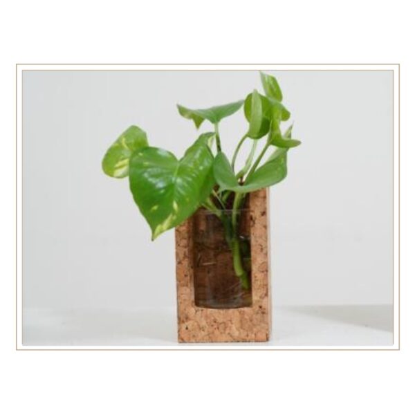 Architectural Cork Plant Stand with Rectangular Glass Window for Systematic Hydroponic Growing and Root Observation