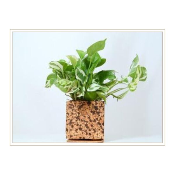 Premium Natural Cork Plant Container with Rich Textural Pattern for Stylish Individual Plant Display and Sustainable Indoor Gardening