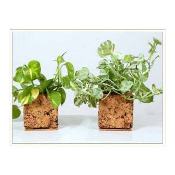 Coordinated Pair of Cork Cube Planters with Natural Texture for Creating Balanced Indoor Plant Displays and Sustainable Home Décor