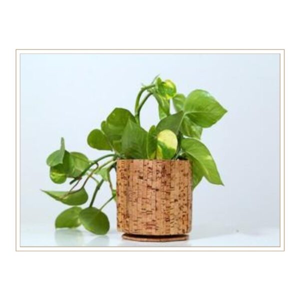 Classic Cylindrical Cork Plant Pot with Natural Grain Pattern for Traditional Plant Display and Sustainable Indoor Gardening Solutions